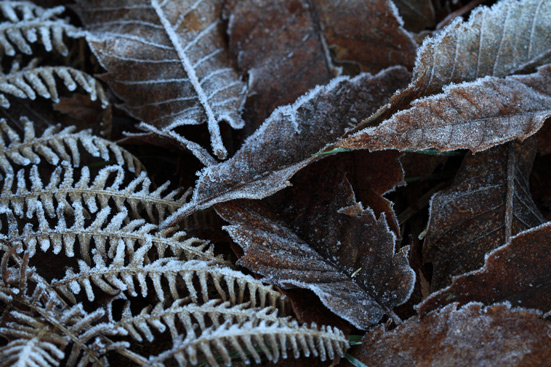 Winter's First Frost