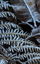 Winter's First Frost