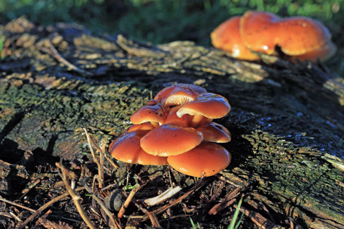 Golden Fungi