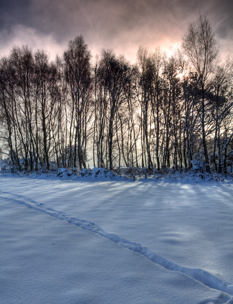 East Millbrook Clump in early snow