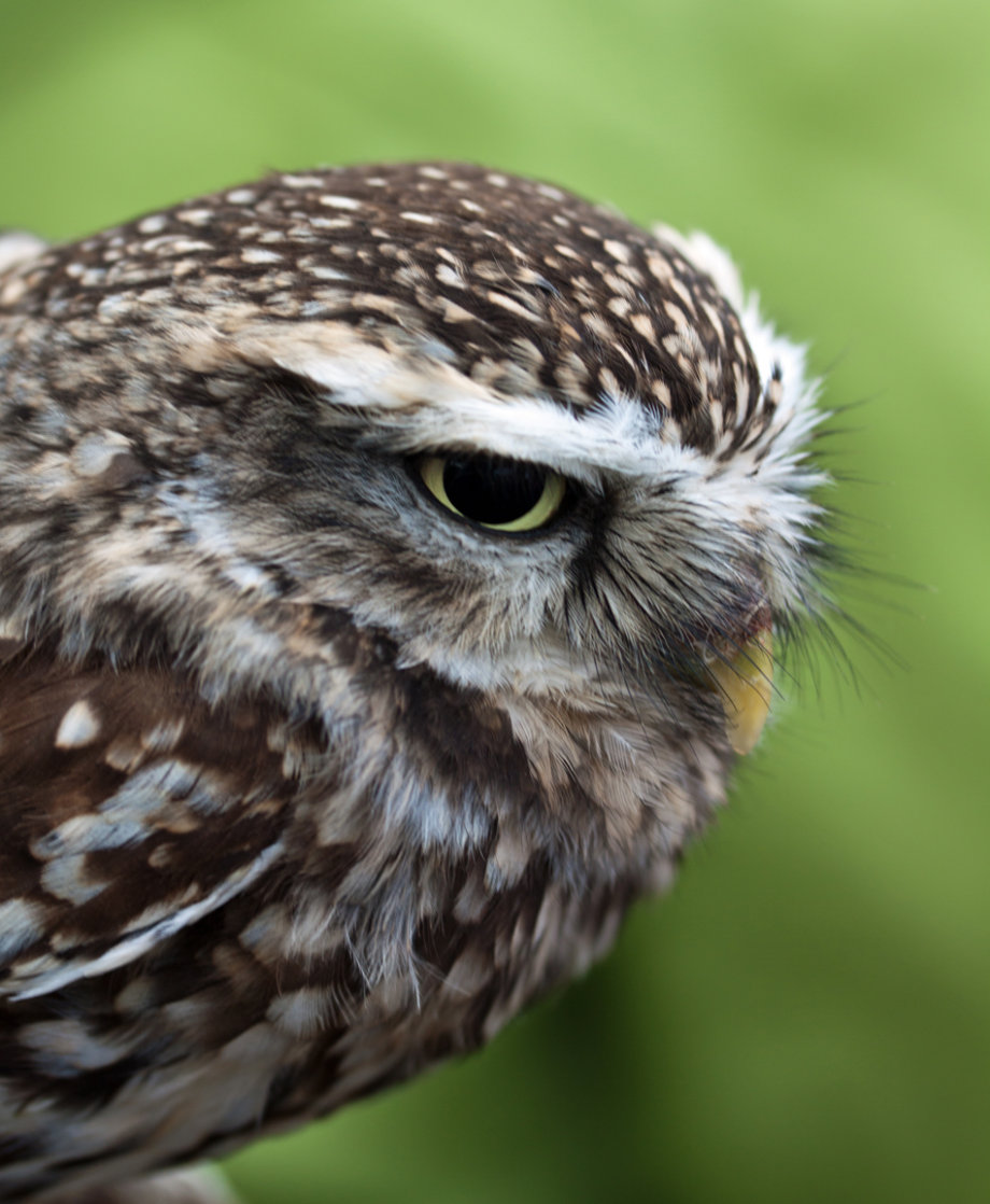Little Owl (Athene noctua)