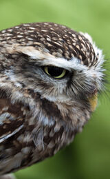 Little Owl (Athene noctua)