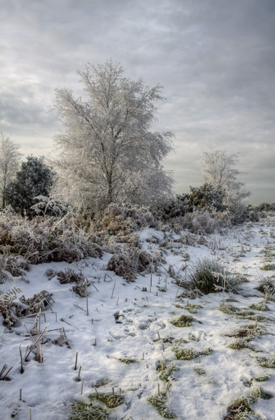 Haw Frost, Ashdown Forest