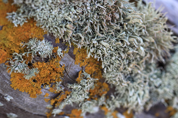 Lichen and Moss