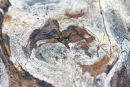Patina of nature