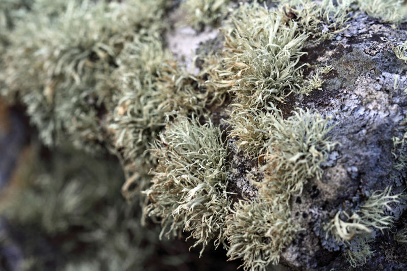 Lichen abundance