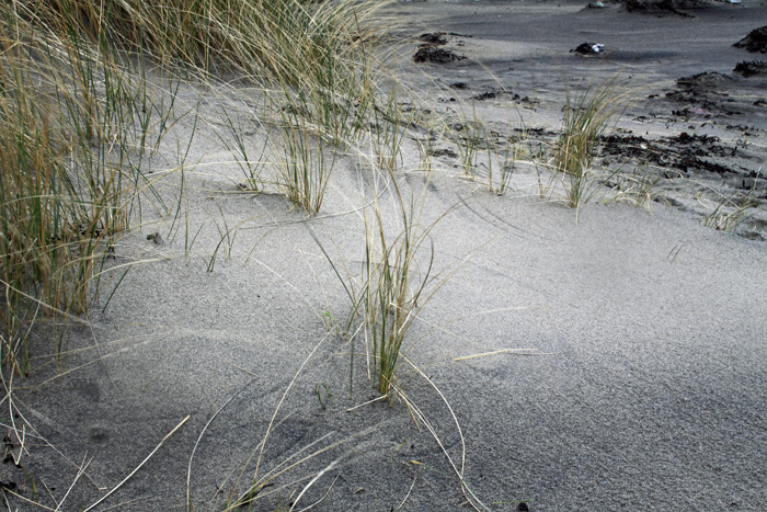 Marram Grass on the beach
