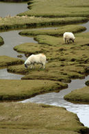 Sheep on Salt Flats