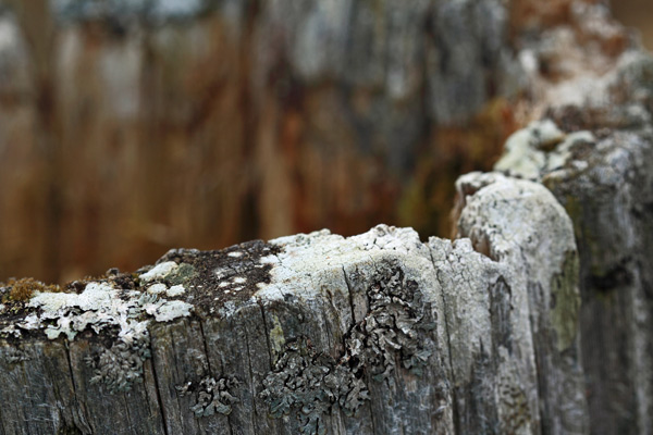 Wood rot or Art?