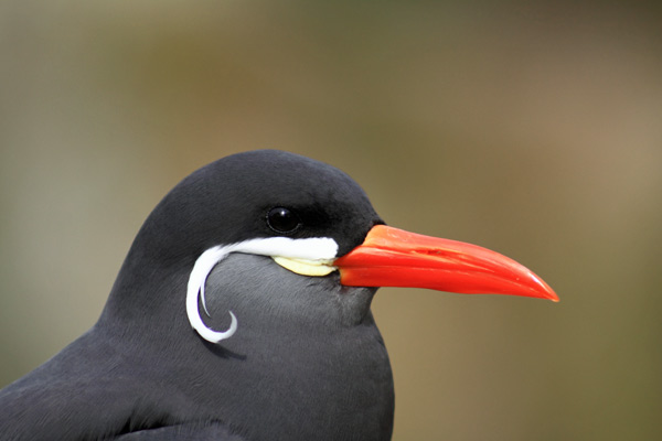 Inca Tern Portrait