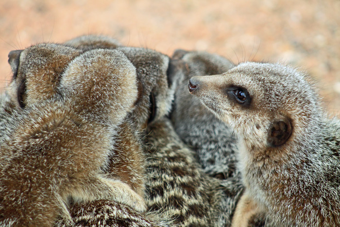 Group Huddle