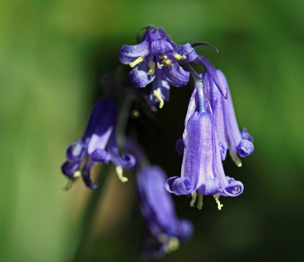 Sussex Bluebells