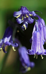 Sussex Bluebells