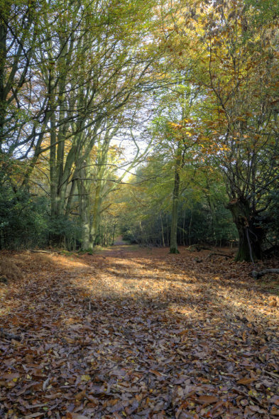 Autumn Path in 100 Aker Wood