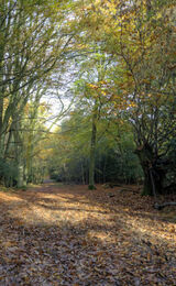 Autumn Path in 100 Aker Wood