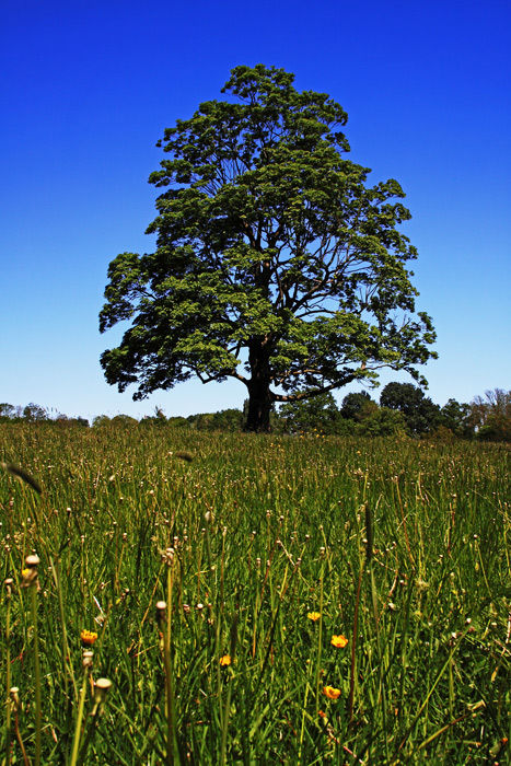Sycamore in Meadow