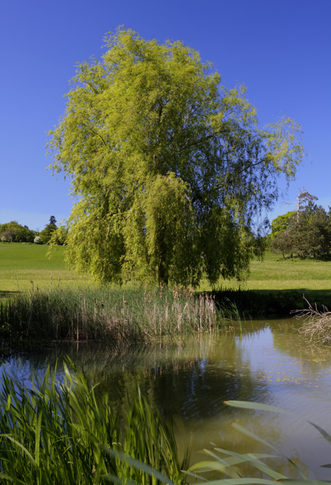 Weeping Willow
