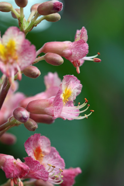 Horse Chesnut Flowers