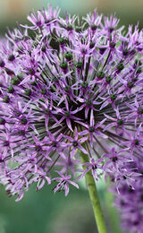 Great balls of colour...