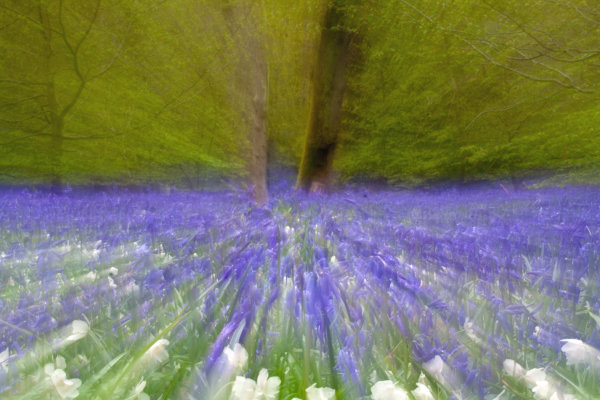 Bluebell Motion Blur