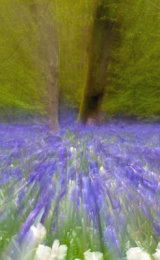 Bluebell Motion Blur