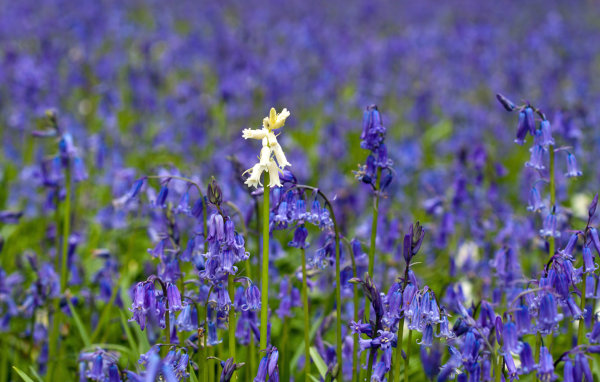 Standing Out in a Crowd