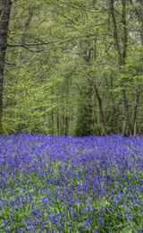 Bluebell Woods, Arlington