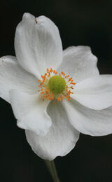 Anenome Japonica