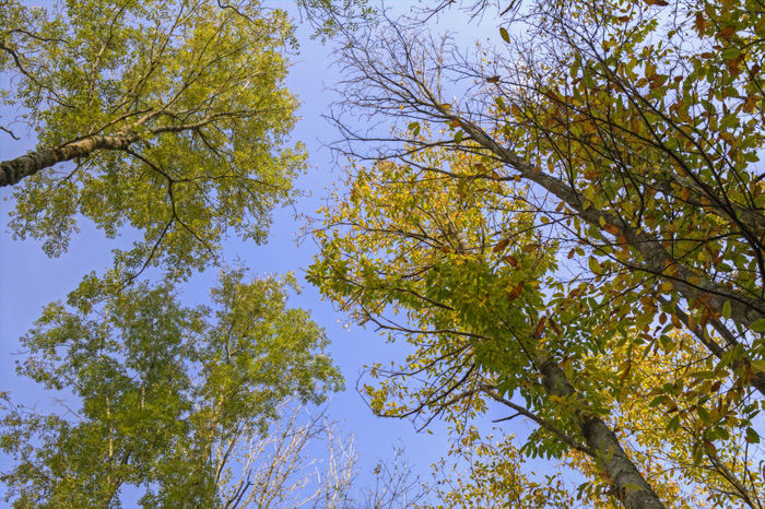 Autumn Trees
