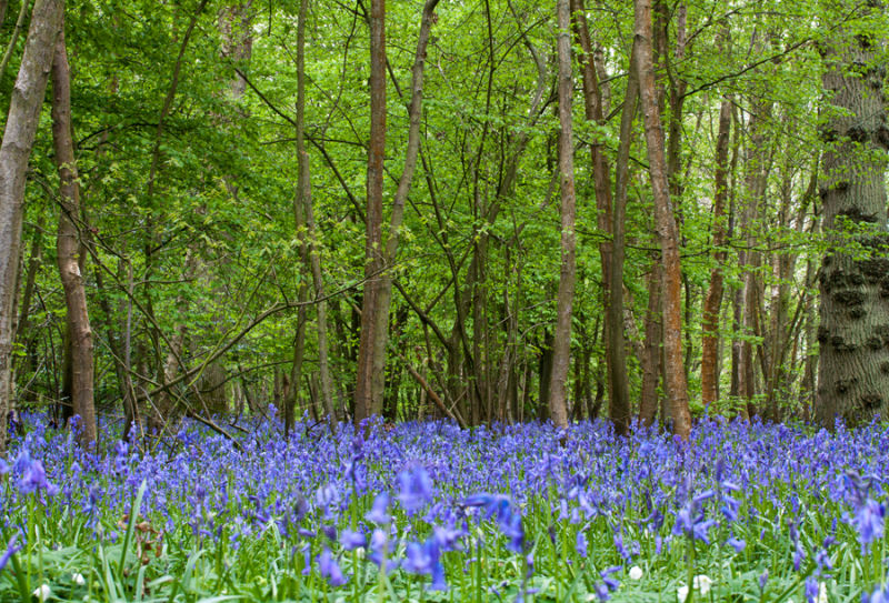 Bluebell Carpet