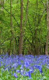 Bluebell Carpet