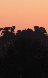 Winter Sunset over the Forest
