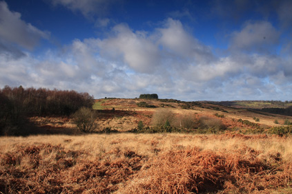 Winter Afternoon, Garden of Eden, Ashdown Forest