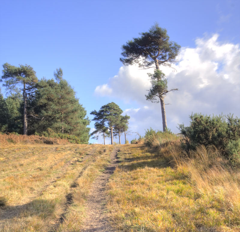 Path to 500 Hundred Acre Wood