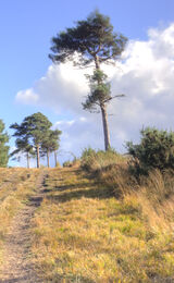 Path to 500 Hundred Acre Wood