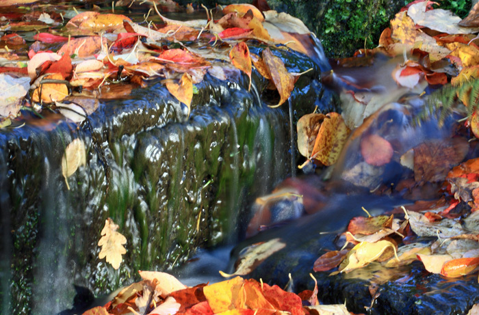Autumn Tumbles
