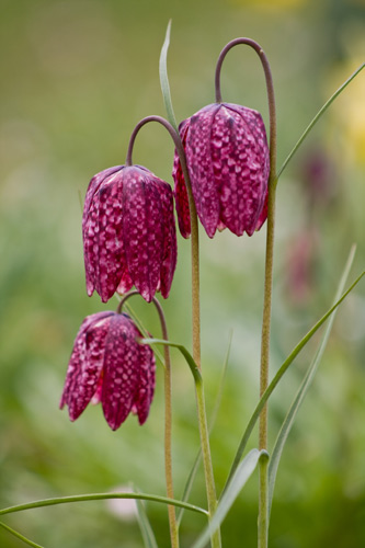 Trio of Frittalaria Flowers