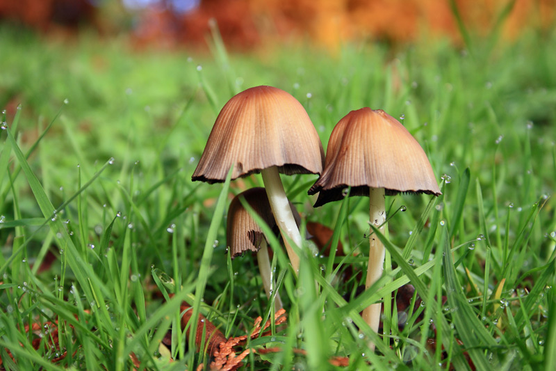 Mushrooms and dew, Fairwarp, Sussex
