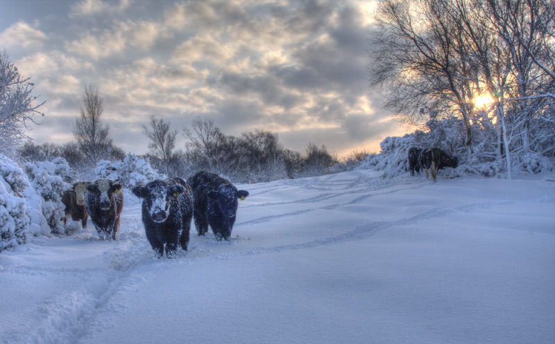 Locals huddle in the snow, Ashdown Forest, Sussex