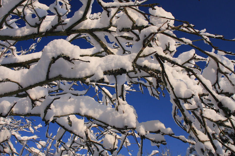 Winter Bough, Cherry Tree wighed down with snow