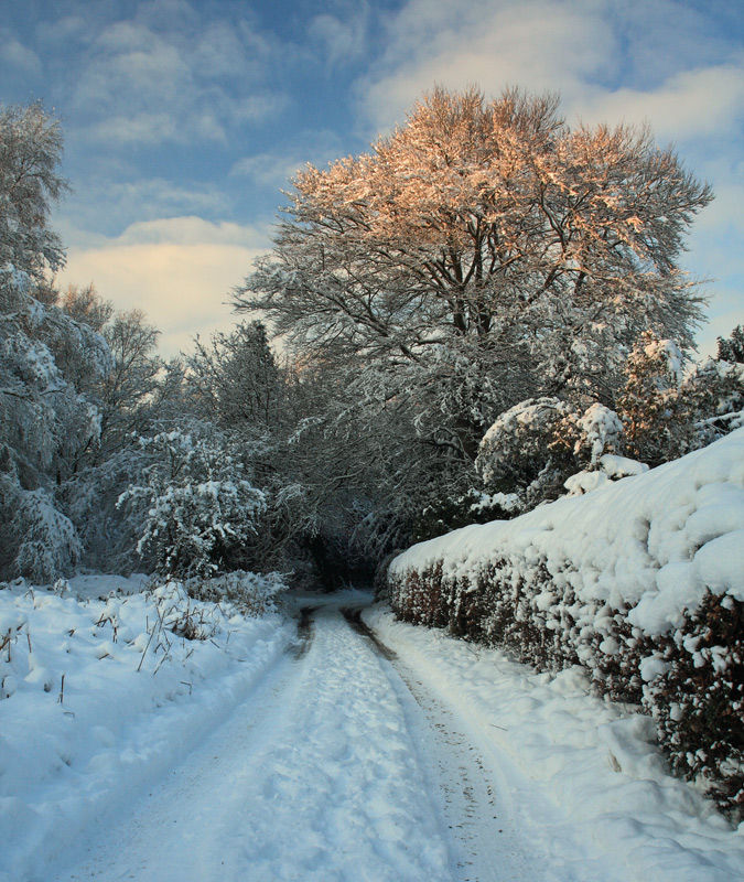 Christmas Card: Golden Light of Winter