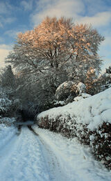 Christmas Card: Golden Light of Winter