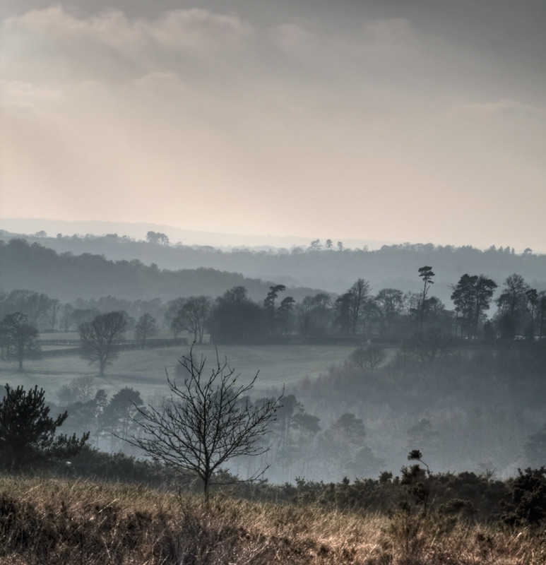 Misty Saturday in Winter, Ashdown Forest