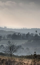 Misty Saturday in Winter, Ashdown Forest