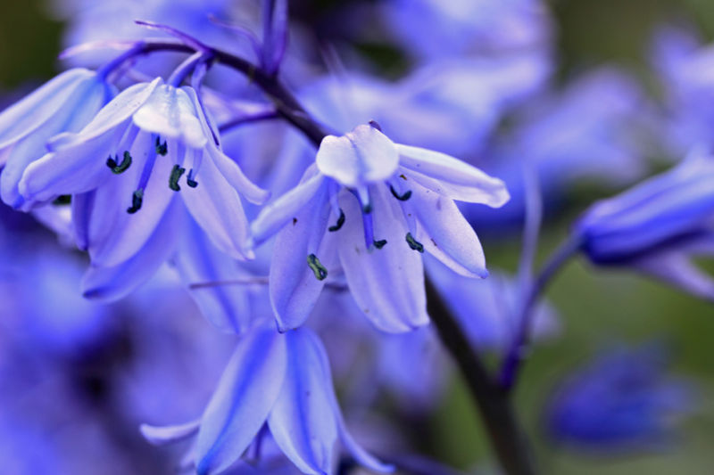 Scillia brightening Spring