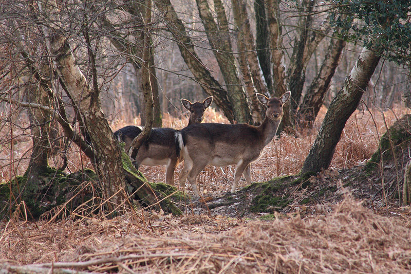 Card: Fallow Deer at Nutley, near the Marlpits