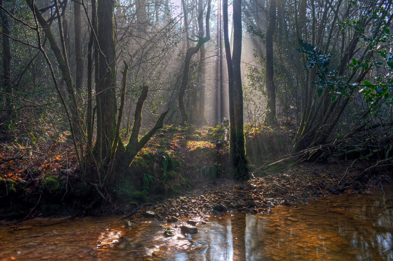 Misty morning at the old mill stream