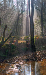 Misty morning at the old mill stream