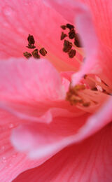 A Life of Beauty, Camelia Flower