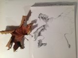 Pencil leaf -outline